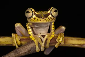 Imbabura Treefrog (Hypsiboas picturatus) CAPTIVE Choco Region of NW ECUADOR. South Imbabura Treefrog (Hypsiboas picturatus) CAPTIVE Choco Region of NW ECUADOR. South
