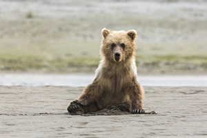 Immature coastal grizzly bear (ursus arctos) sits on beach. Lake Clark National Park Immature coastal grizzly bear (ursus arctos) sits on beach. Lake Clark National Park