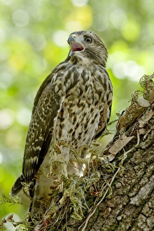 An immature red-shouldered hawk calls from a perch on an oak tree within the Fakahatchee An immature red-shouldered hawk calls from a perch on an oak tree within the Fakahatchee