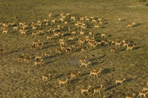 Impala (Aepyceros melampus) Okavango Delta. BOTSWANA. Southern Africa Impala (Aepyceros melampus) Okavango Delta. BOTSWANA. Southern Africa