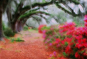 Impressionistic view of Live Oaks over blooming azaleas, Magnolia Plantation, Charleston Impressionistic view of Live Oaks over blooming azaleas, Magnolia Plantation, Charleston