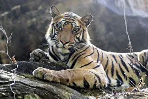 India, Madhya Pradesh, Bandhavgarh National Park. A young Bengal tiger resting on a cool India, Madhya Pradesh, Bandhavgarh National Park. A young Bengal tiger resting on a cool