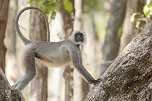 India, Madhya Pradesh, Kanha National Park. A langur resting in the trees showing its long India, Madhya Pradesh, Kanha National Park. A langur resting in the trees showing its long