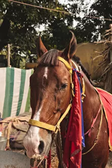 Images Dated 12th November 2011: India, Odisha, Subarnapur District, Subarnapur, Horse with bridle at fair at Sonepur