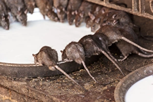 India, Rajasthan, Bikaner, Rats at Karni Mata Temple India, Rajasthan, Bikaner, Rats at Karni Mata Temple