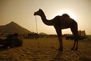 Images Dated 17th November 2007: India; Rajasthan; Pushkar. During the annual Pushkar Camel Festival tens of thousands