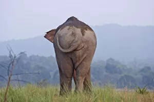 Images Dated 5th June 2009: Indian / Asian Elephant, Corbett National Park, India