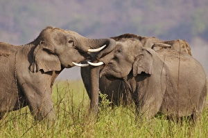 Indian / Asian Elephants sparring, , Corbett National Park, India Indian / Asian Elephants sparring, , Corbett National Park, India