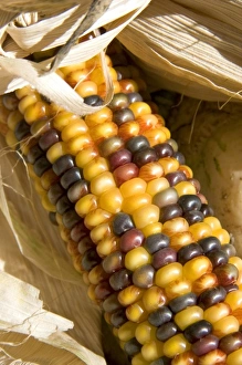 Indian corn display at a roadside fruit stand in Fruitland, Idaho Indian corn display at a roadside fruit stand in Fruitland, Idaho