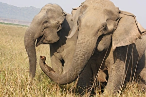 Indian Elephant expressing solidarity, Corbett National Park, India Indian Elephant expressing solidarity, Corbett National Park, India