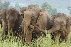 Images Dated 8th June 2008: Indian Elephants feeding, Corbett National Park, India