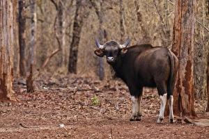 Indian Gaur, Tadoba Andheri Tiger Reserve, India Indian Gaur, Tadoba Andheri Tiger Reserve, India