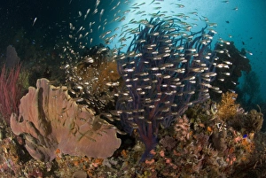 Indian Ocean, Indonesia, Raja Ampat. Reef panorama with corals and glassy cardinalfish Indian Ocean, Indonesia, Raja Ampat. Reef panorama with corals and glassy cardinalfish