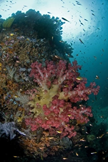 Indian Ocean, Indonesia, Triton Bay. Soft coral growing on boulder Indian Ocean, Indonesia, Triton Bay. Soft coral growing on boulder