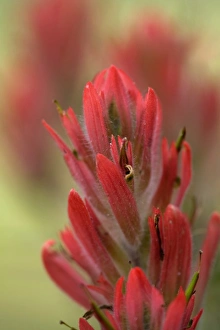 Indian Paintbrush, Scarlet Paintbrush, Castilleja Miniata, Scrophulariaceae, Figwort Indian Paintbrush, Scarlet Paintbrush, Castilleja Miniata, Scrophulariaceae, Figwort