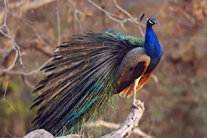 Indian Peacock with partially open feathers, Ranthambhor National Park, India Indian Peacock with partially open feathers, Ranthambhor National Park, India