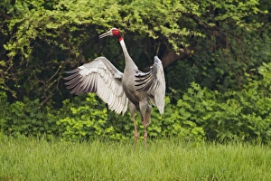 Indian Saras Crane, flapping wings, Keoladeo National Park, India Indian Saras Crane, flapping wings, Keoladeo National Park, India