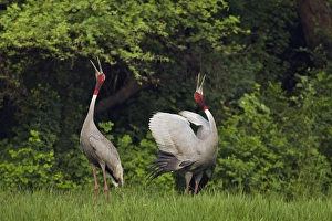 Indian Saras Crane, giving unison call, Keoladeo National Park, India Indian Saras Crane, giving unison call, Keoladeo National Park, India