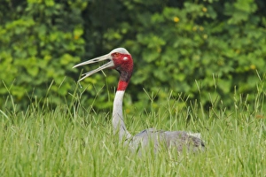 Indian Saras Crane at the nest, Keoladeo National Park, India Indian Saras Crane at the nest, Keoladeo National Park, India