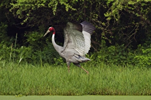 Images Dated 29th August 2010: Indian Saras Crane, walking around the nest, Keoladeo National Park, India