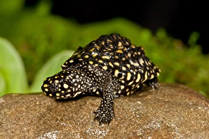 Indian Spotted Pond Turtle, Geoclemys hamiltonii, Native to India and Pakistan Indian Spotted Pond Turtle, Geoclemys hamiltonii, Native to India and Pakistan