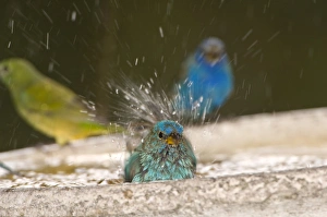 Indigo Bunting bathing with a female Painted bunting Indigo Bunting bathing with a female Painted bunting