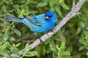 Indigo Buntings (Passerina cyanea) males feeding, spring migration, Texas Indigo Buntings (Passerina cyanea) males feeding, spring migration, Texas