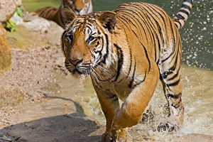 Indochinese tiger or Corbetts tiger (Panthera tigris corbetti), Thailand Indochinese tiger or Corbetts tiger (Panthera tigris corbetti), Thailand