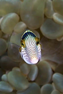 Indonesia, Ambon. Front close-up of pufferfish Indonesia, Ambon. Front close-up of pufferfish