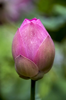 Indonesia, Bali. Close-up of lotus flower bud Indonesia, Bali. Close-up of lotus flower bud
