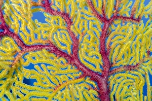 Indonesia, Forgotten Islands. Close-up of soft coral Indonesia, Forgotten Islands. Close-up of soft coral