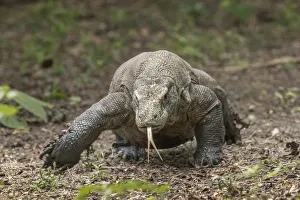 Indonesia, Komodo Dragon National Park. Close-up of Komodo dragon Indonesia, Komodo Dragon National Park. Close-up of Komodo dragon