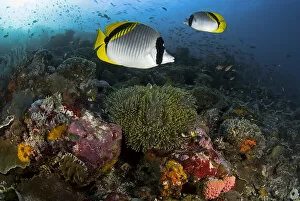 Images Dated 22nd August 2009: Indonesia, Komodo National Park. Lined butterflyfish swim over reef corals. Credit as