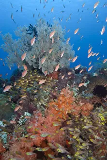 Images Dated 22nd August 2010: Indonesia, Komodo National Park, Fish Bowl. Underwater scenic of fish and coral. Credit as