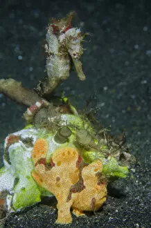 Images Dated 2nd July 2013: Indonesia, Lembeh Strait. Close-up of camouflaged frogfish and sea horse. Credit as