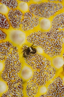 Indonesia, Lembeh Strait. Close-up of crab on sea star Indonesia, Lembeh Strait. Close-up of crab on sea star