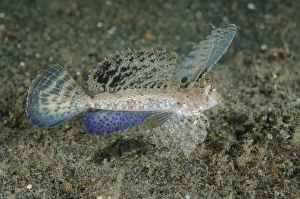 Indonesia, Lembeh Strait. Close-up of dragonet fish Indonesia, Lembeh Strait. Close-up of dragonet fish