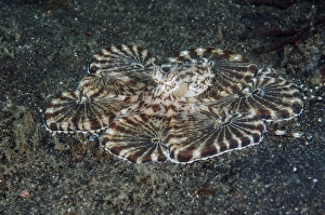Indonesia, Lembeh Strait. Close-up of octopus Indonesia, Lembeh Strait. Close-up of octopus