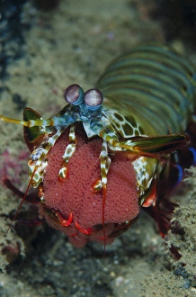 Indonesia, Lembeh Strait, Sulawesi. Mantis shrimp carrying eggs in mouth. Credit as Indonesia, Lembeh Strait, Sulawesi. Mantis shrimp carrying eggs in mouth. Credit as