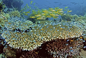 Indonesia, Papau, Raja Ampat, Misool. Damselfish and snappers school over reef corals Indonesia, Papau, Raja Ampat, Misool. Damselfish and snappers school over reef corals