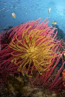 Images Dated 9th January 2010: Indonesia, Papua, Pisang Islands. Two varieties of feather star crinoids. Credit as