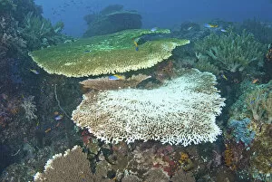 Images Dated 9th April 2011: Indonesia, Papua, Raja Ampat. Close-up of damaged reef