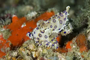 Images Dated 28th June 2013: Indonesia, Papua, Raja Ampat. Close-up of deadly blue-ringed octopus