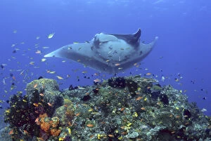 Images Dated 15th March 2010: Indonesia, Papua, Raja Ampat. Manta ray glides over reef
