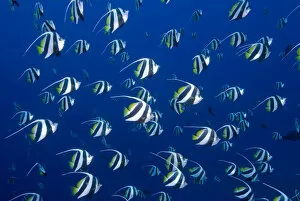 Images Dated 3rd March 2010: Indonesia, Papua, Raja Ampat. Schooling bannerfish