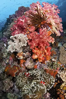 Images Dated 29th January 2011: Indonesia, Papua, Raja Ampat, SE Misool. Underwater scenic of fish and coral. Credit as