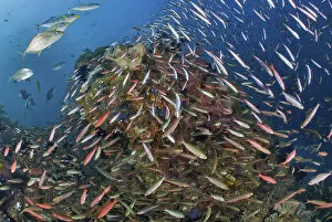 Images Dated 3rd April 2011: Indonesia, Papua, Raja Ampat. Underwater scenic of fish and coral