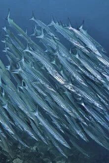Images Dated 3rd April 2011: Indonesia, Papua, Raja Ampat. Underwater scenic of schooling barracuda. Credit as