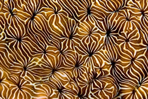 Indonesia, Raja Ampat. Abstract view of hard coral Indonesia, Raja Ampat. Abstract view of hard coral