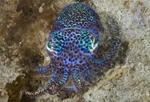 Indonesia, Raja Ampat, Aljui Bay. Close-up of nocturnal bobtail squid. Credit as Indonesia, Raja Ampat, Aljui Bay. Close-up of nocturnal bobtail squid. Credit as